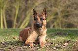 MALINOIS 1112